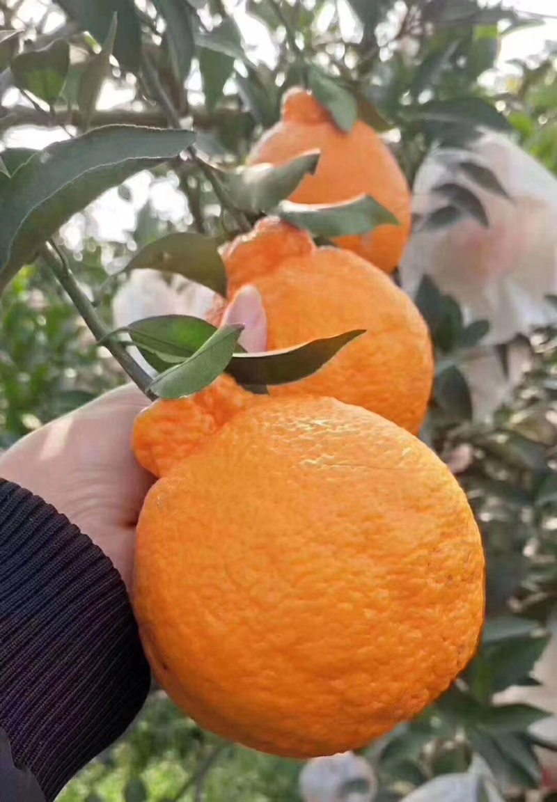 不知火(丑橘)嫁接苗成都发货提供技术指导