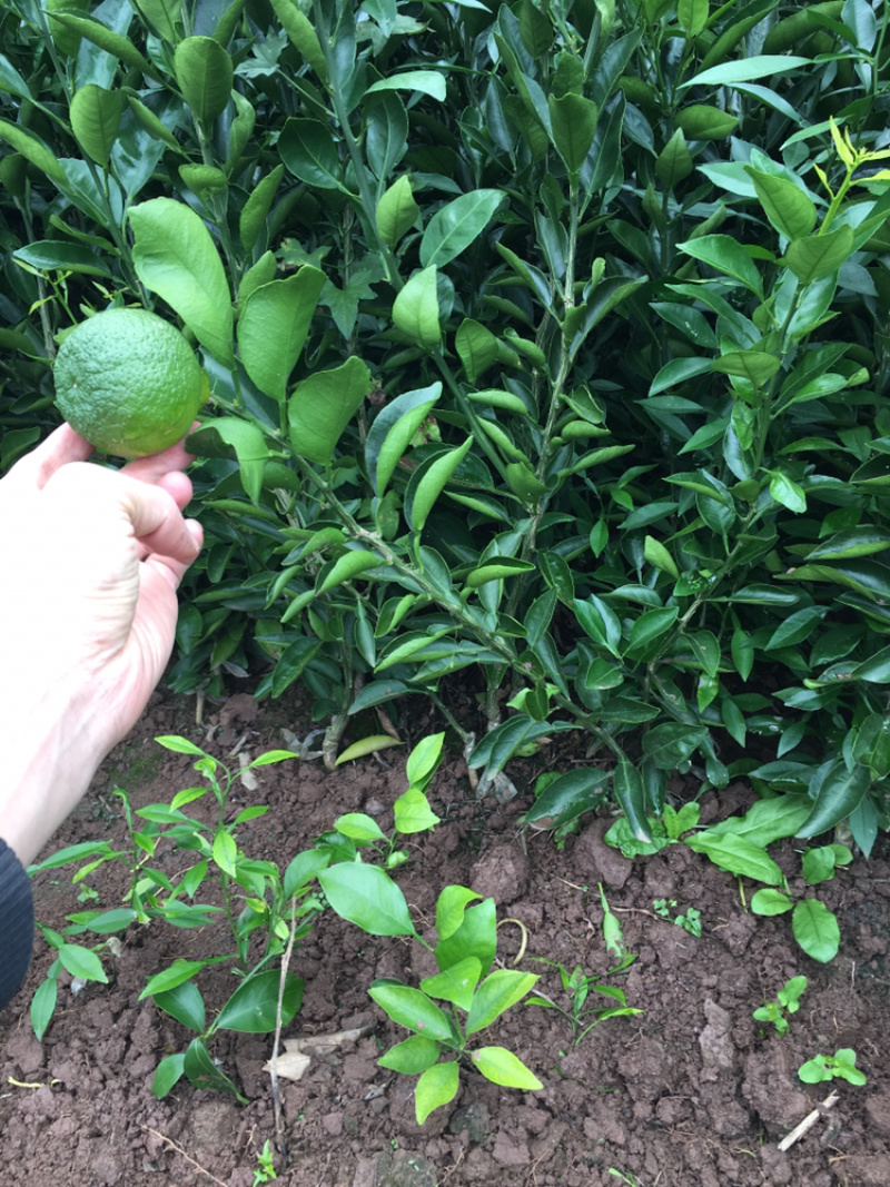 不知火(丑橘)嫁接苗成都发货提供技术指导