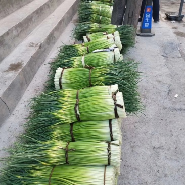 甘肃，陇南泥阳镇蒜苔上市了