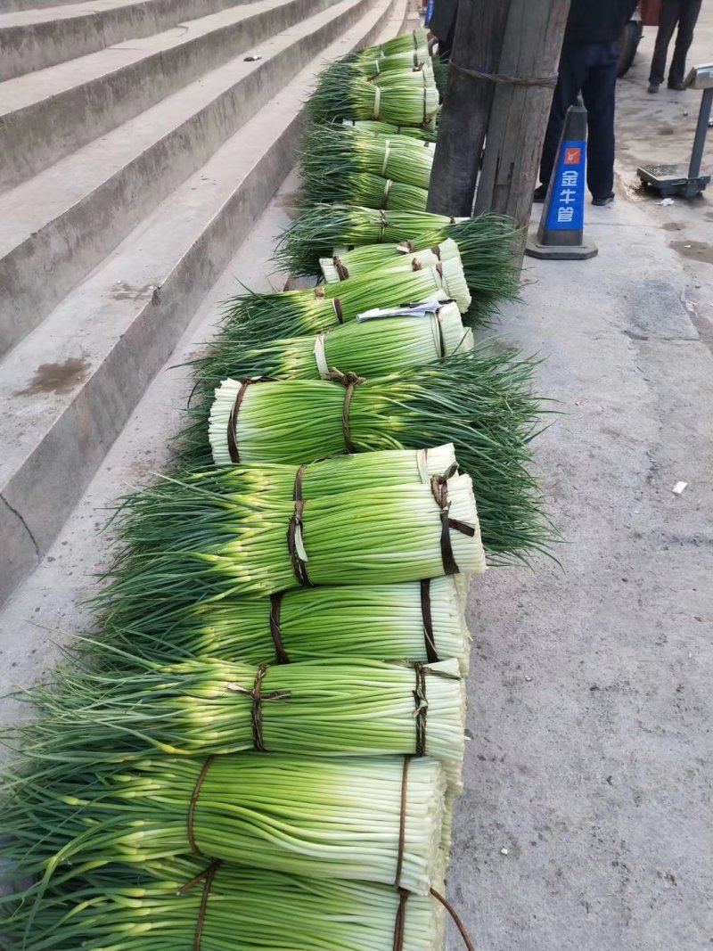 甘肃，陇南泥阳镇蒜苔上市了