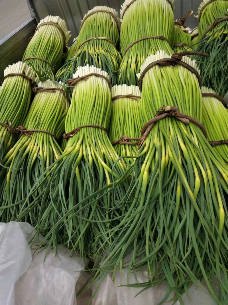 甘肃，陇南泥阳镇蒜苔上市了