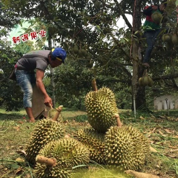 泰国金枕