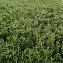 薰衣草，薰衣草杯苗小苗。根系发达。苗壮。基地直发货。