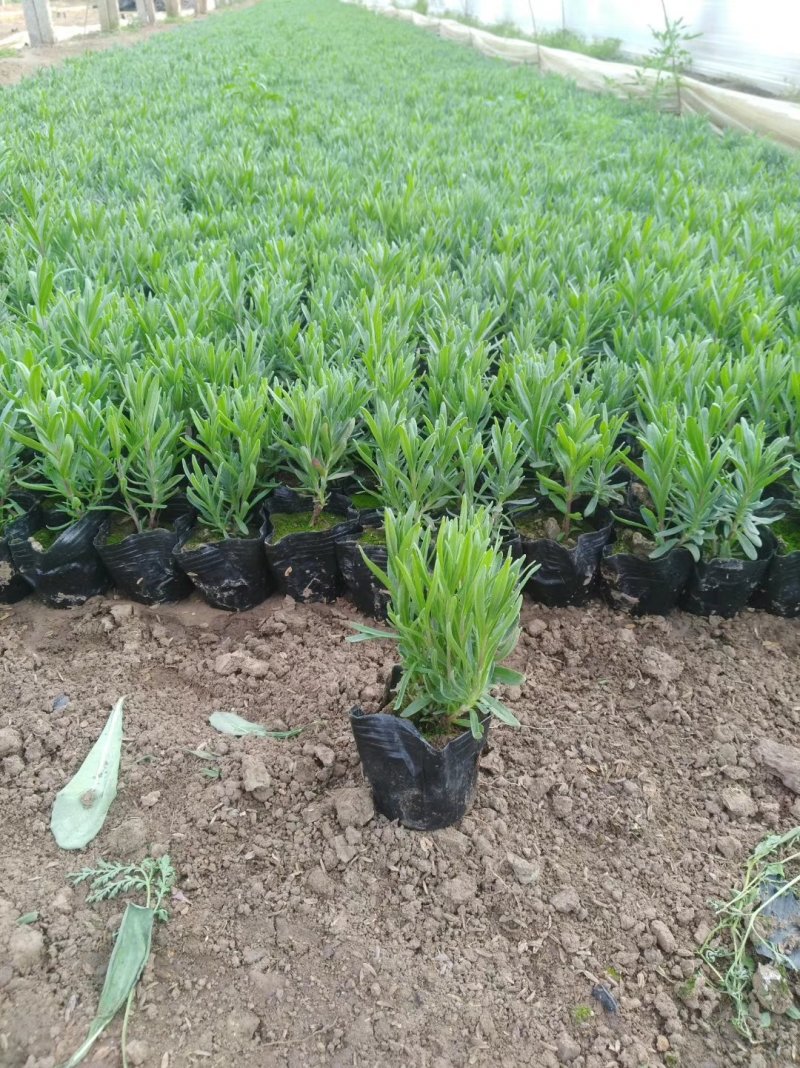 薰衣草，薰衣草杯苗小苗。根系发达。苗壮。基地直发货。