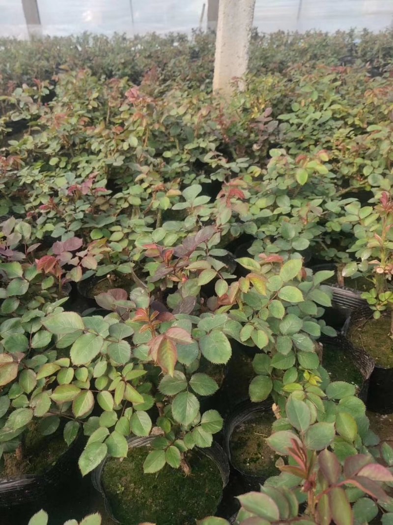 大花月季，丰华月季，品种月季，藤本月季。各种规格月季