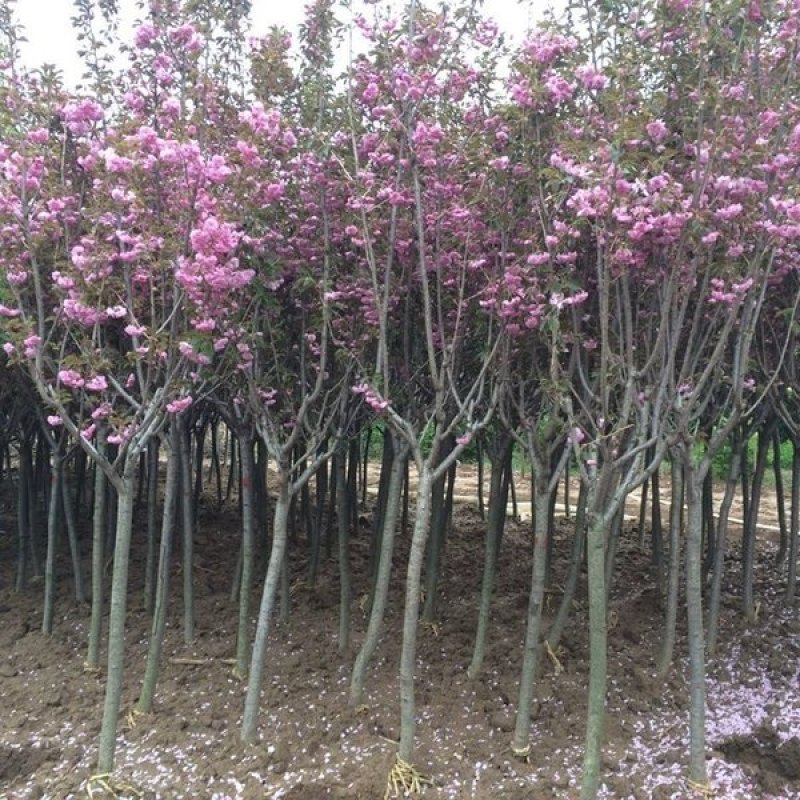 正宗日本樱花树苗庭院晚樱种植风景树盆栽植物景观树大型绿化