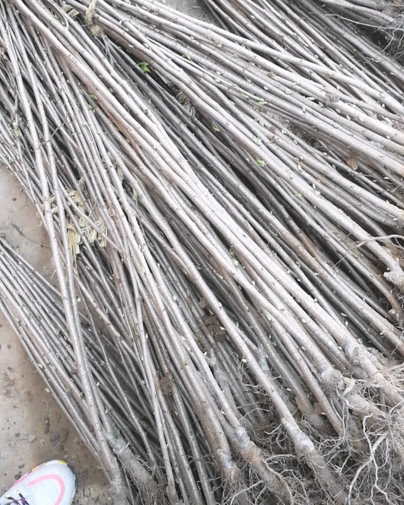 正宗日本樱花树苗庭院晚樱种植风景树盆栽植物景观树大型绿化