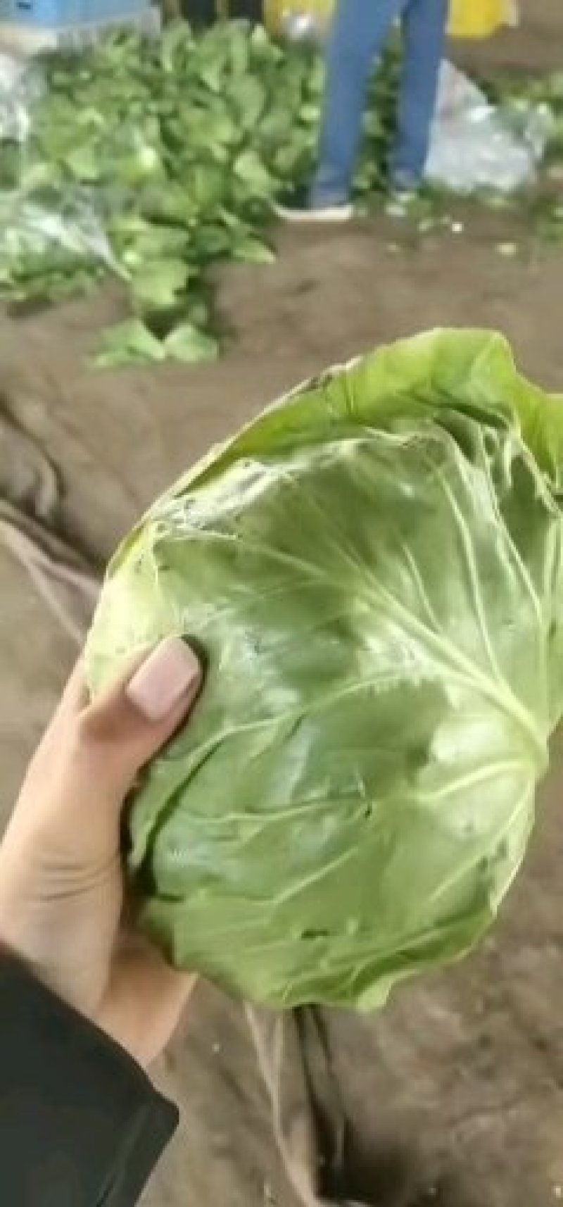 山东聊城冷棚萱甘蓝，大量供应中，专业对接市场，商超