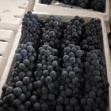 长期大量批发云南建水优质新鲜葡萄