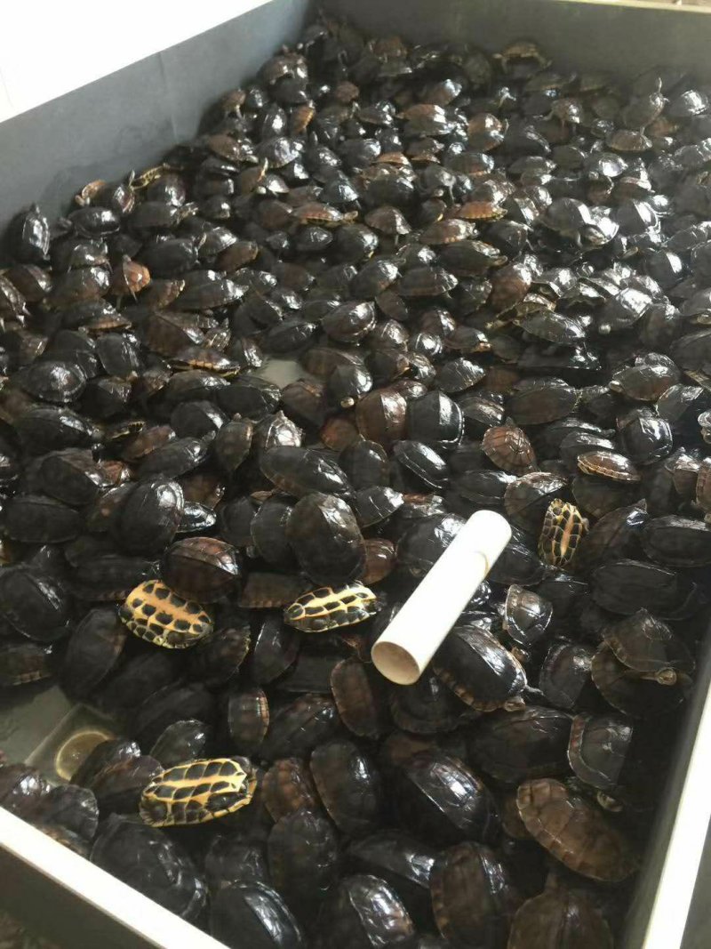 大量批发零售各年份南种乌龟。欢迎进店选购，详情请私聊