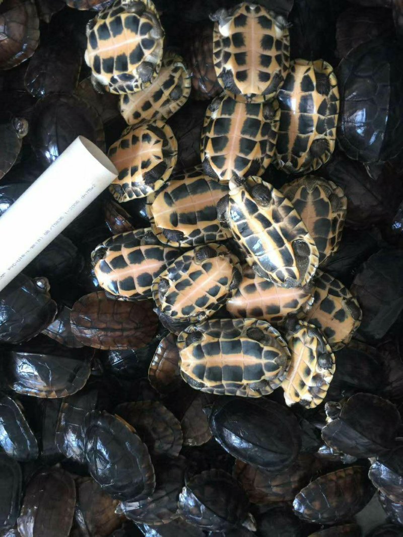 大量批发零售各年份南种乌龟。欢迎进店选购，详情请私聊