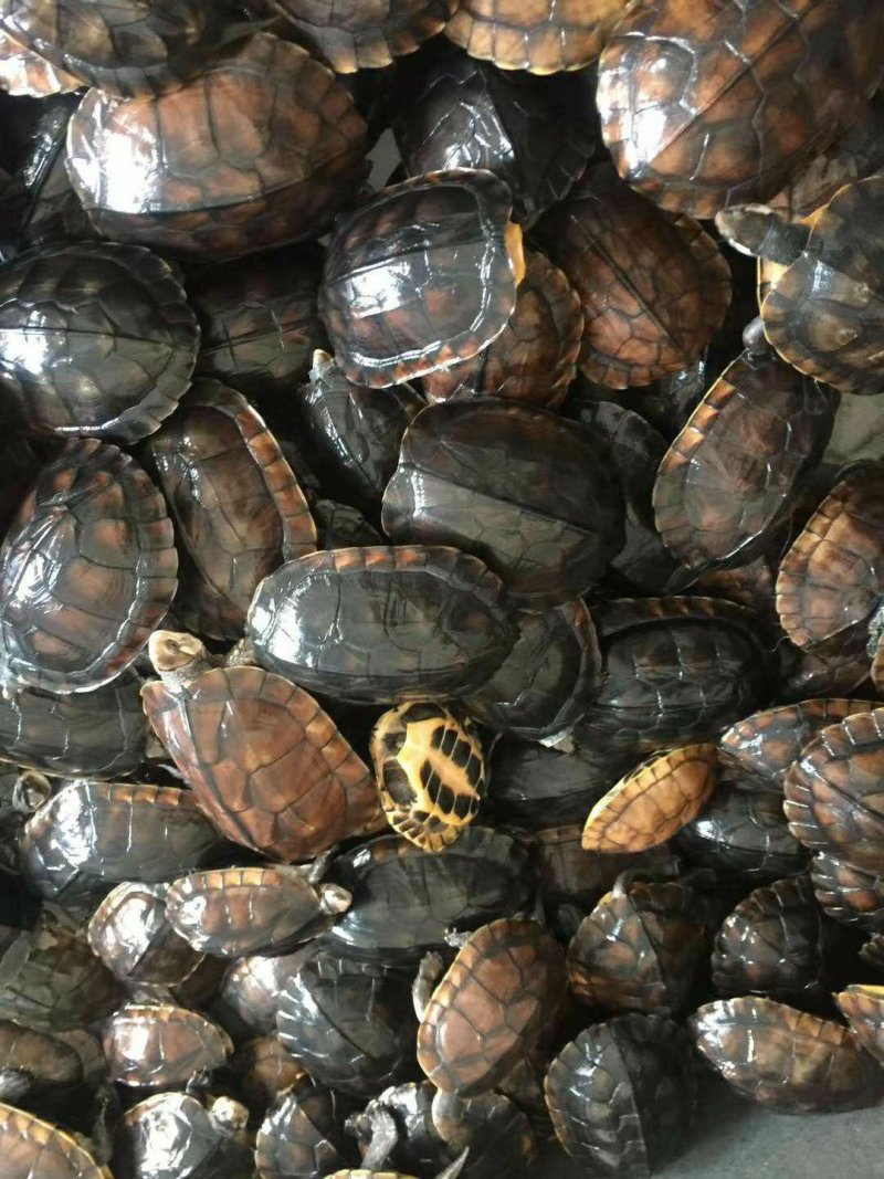 大量批发零售各年份南种乌龟。欢迎进店选购，详情请私聊