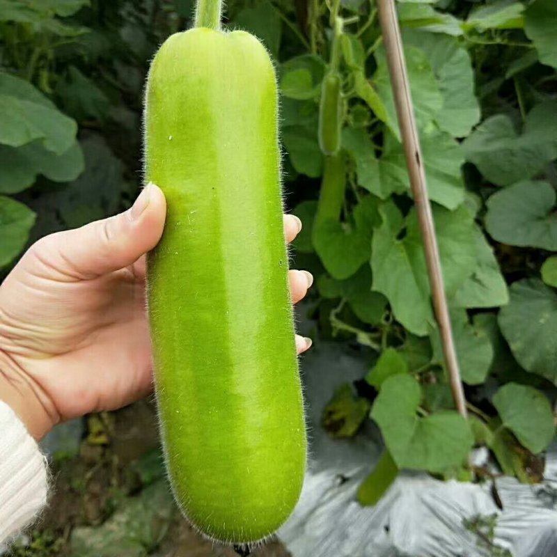 杂交一代品种蒲瓜，瓜短圆柱形，油绿色