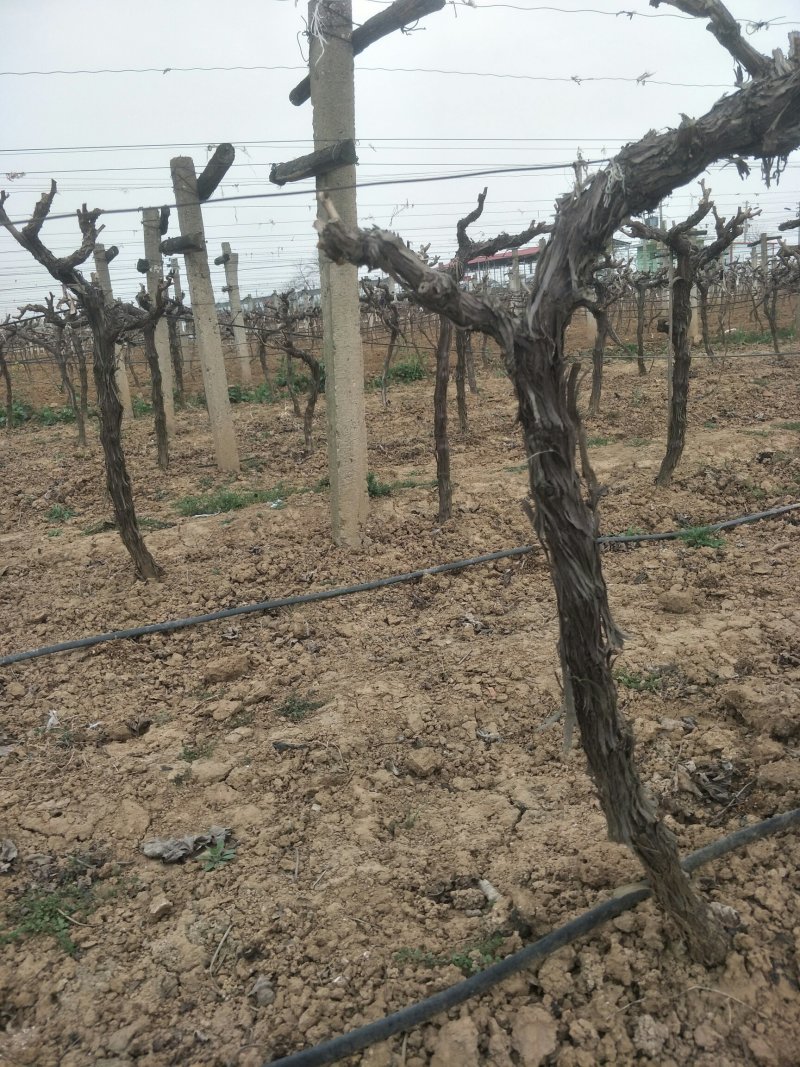 当年挂果葡萄苗葡萄树户太八号葡萄树当年挂果出售