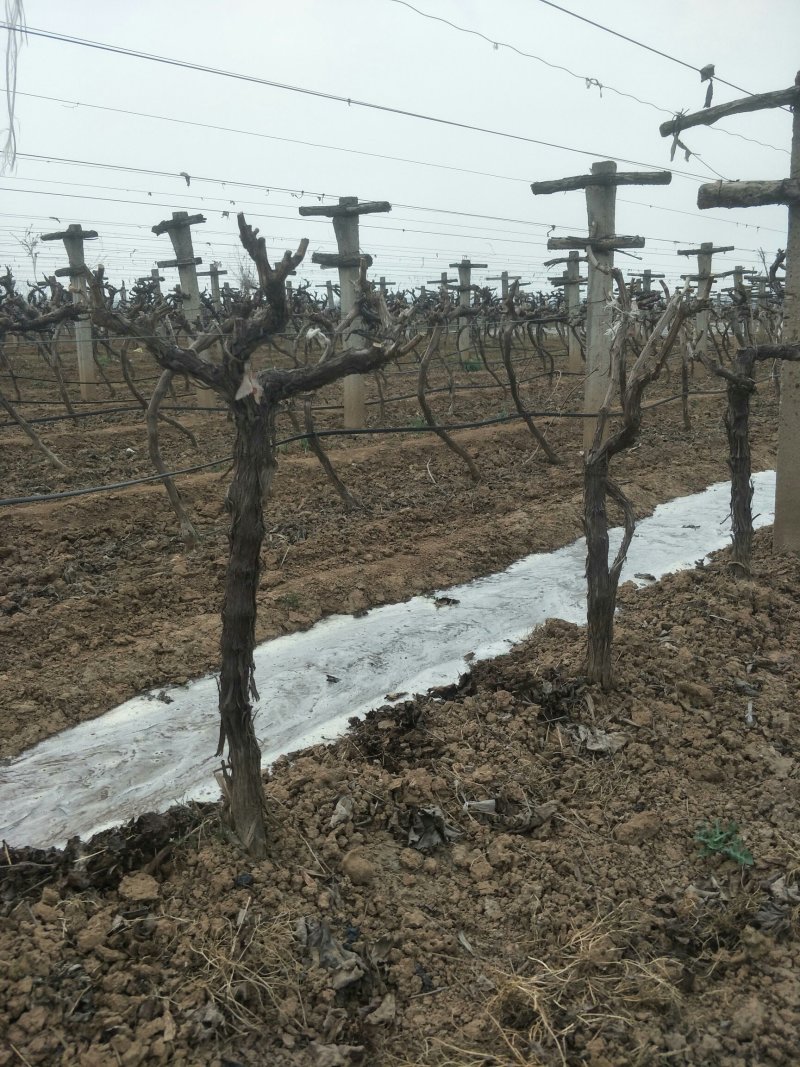 当年挂果葡萄苗葡萄树户太八号葡萄树当年挂果出售