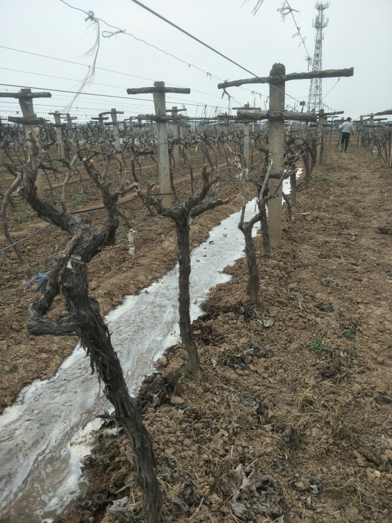 当年挂果葡萄苗葡萄树户太八号葡萄树当年挂果出售