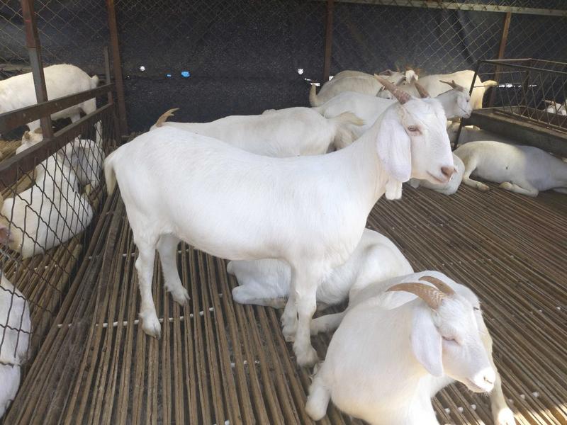 山羊母羊长势快产羔率高免费送货到家包技术包成活