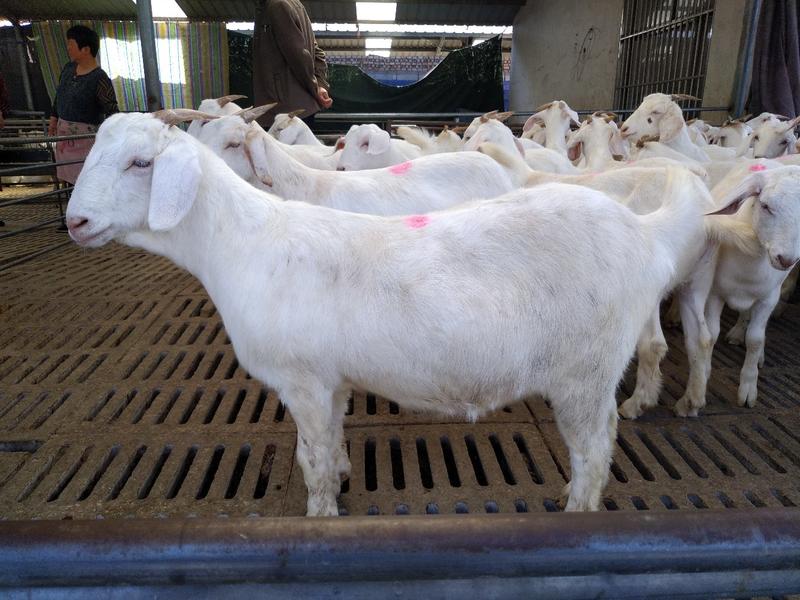 山羊母羊长势快产羔率高免费送货到家包技术包成活