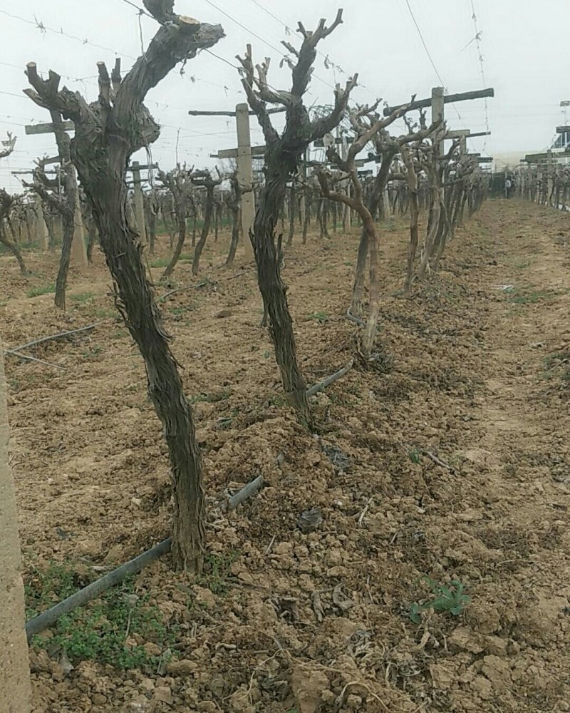 当年挂果葡萄苗葡萄树户太八号葡萄树当年挂果出售