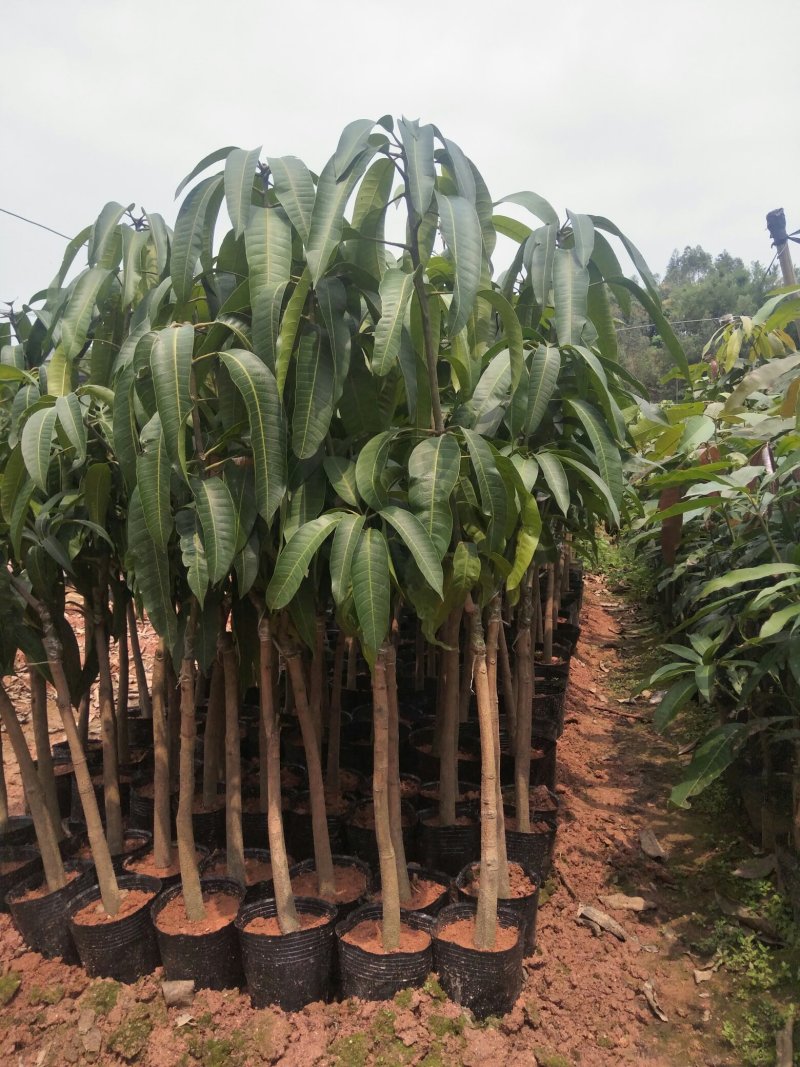 买五送一芒果苗金煌贵妃四季芒果台农芒果苗质量好