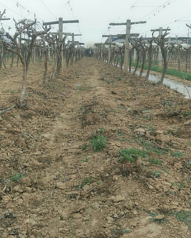 当年挂果葡萄苗葡萄树户太八号葡萄树当年挂果出售