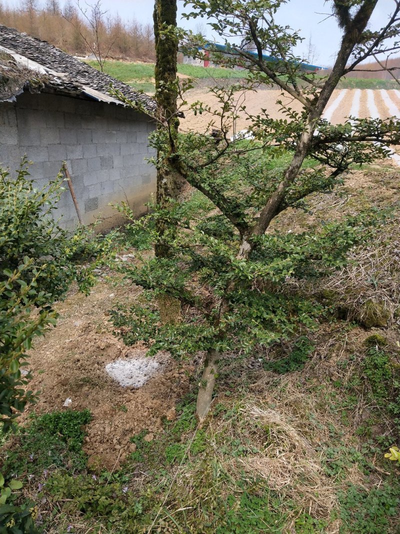 野生黄杨木
