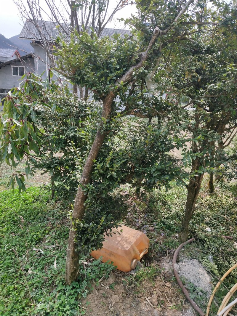 野生黄杨木