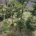 野生黄杨木