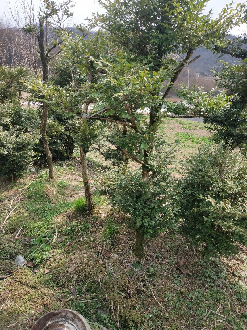 野生黄杨木