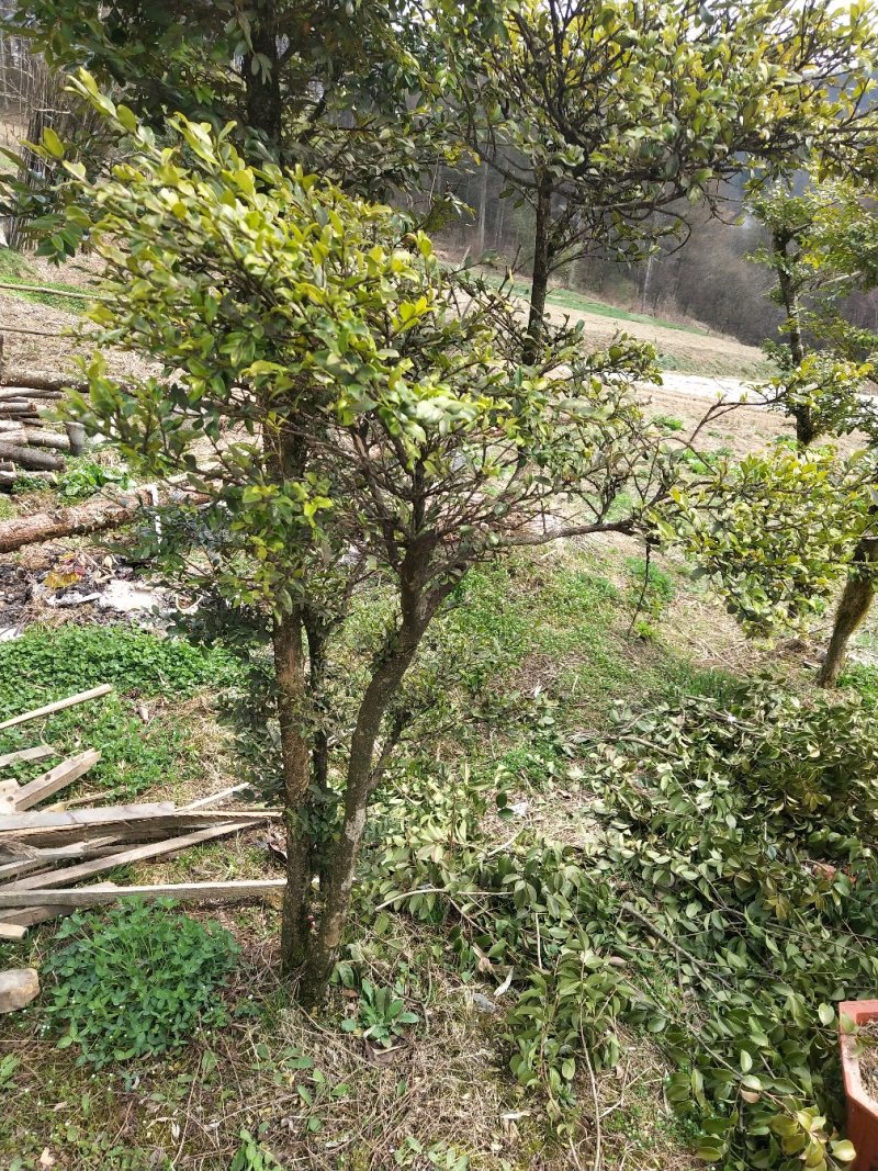 野生黄杨木