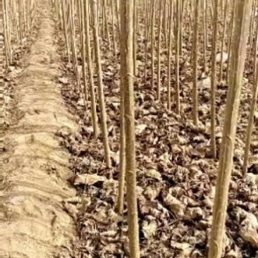 107速生杨，我村是107速生杨基地，量大。