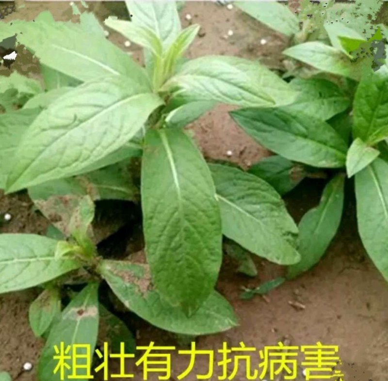 旋覆花芽，谷雨前种植产量更高，基地直发，货源充足