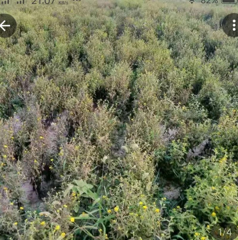 旋覆花芽，谷雨前种植产量更高，基地直发，货源充足