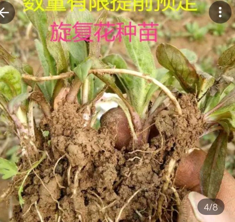 旋覆花芽，谷雨前种植产量更高，基地直发，货源充足