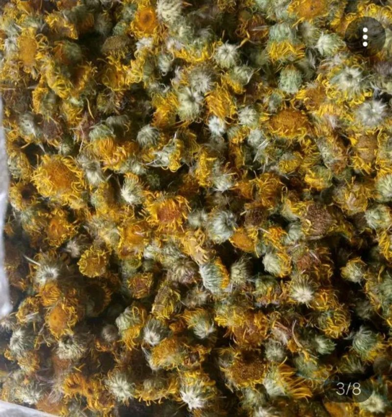 旋覆花芽，谷雨前种植产量更高，基地直发，货源充足