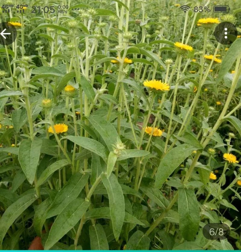 旋覆花芽，谷雨前种植产量更高，基地直发，货源充足