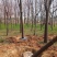 连树分支点10到20公分，货源充足