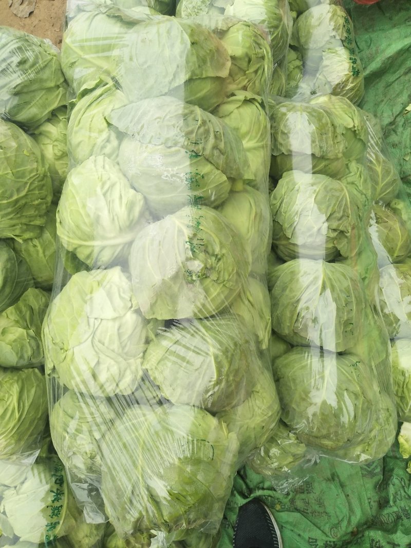 新甘蓝大量上市1~2公斤甘蓝包心菜新鲜蔬菜大头菜卷心菜