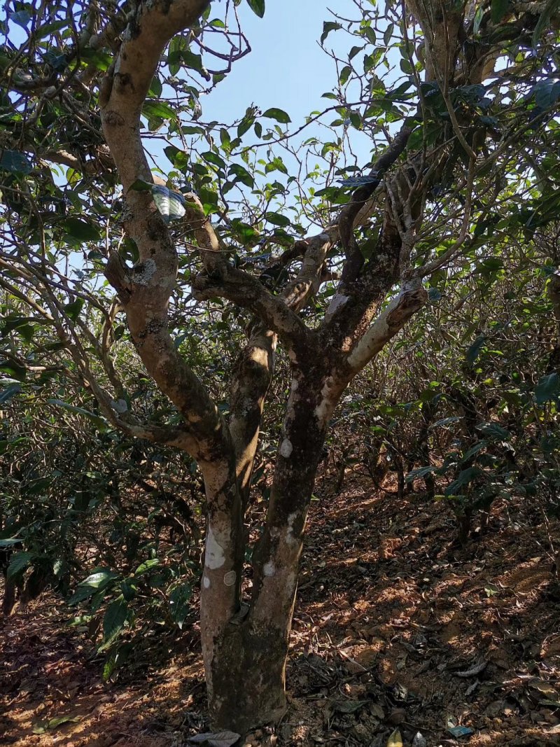 2023年忙肺茶明前接受预定
