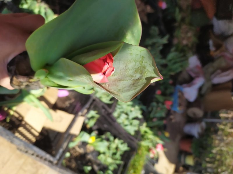 大花睡莲种根块水培植物四季荷花水养花卉碗莲根茎带芽花苗池
