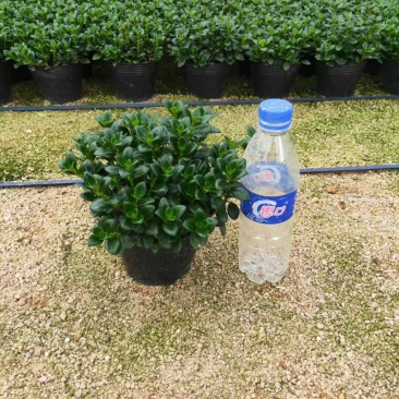 金鱼草，支持现场视屏看货，龙岩永福基地直销