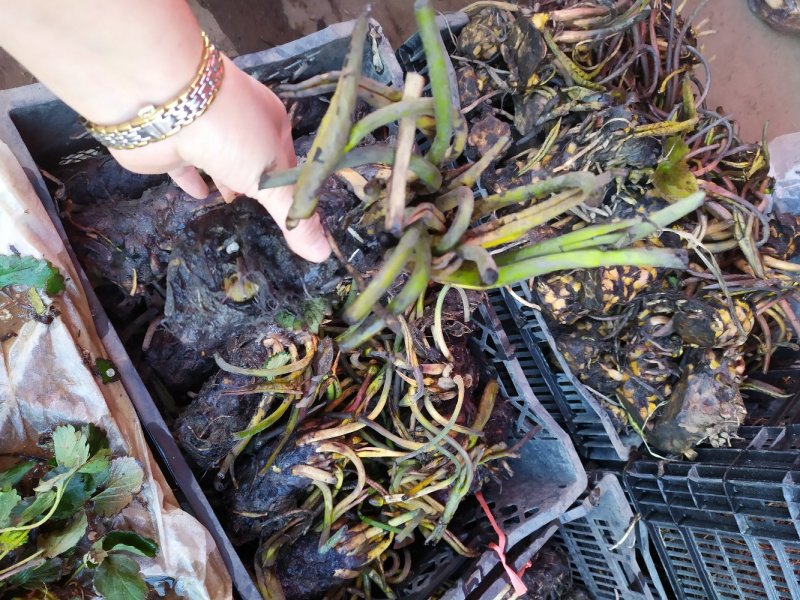 大花睡莲种根块水培植物四季荷花水养花卉碗莲根茎带芽花苗池