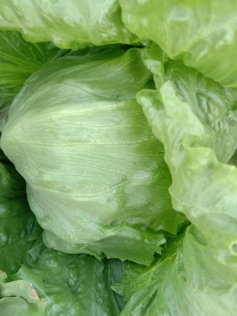 球生菜