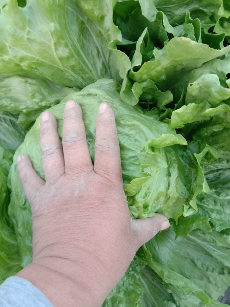 球生菜