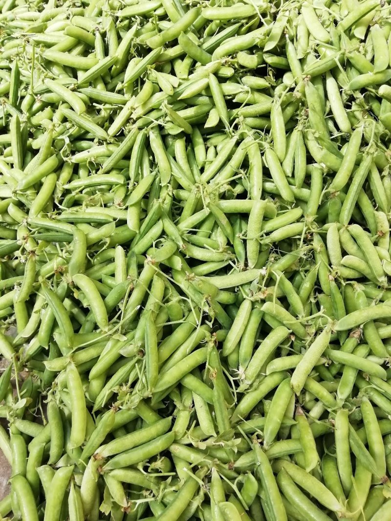 湖北青豌豆、豌豆青秀饱满、️产地直发，货源充足