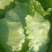 生菜
