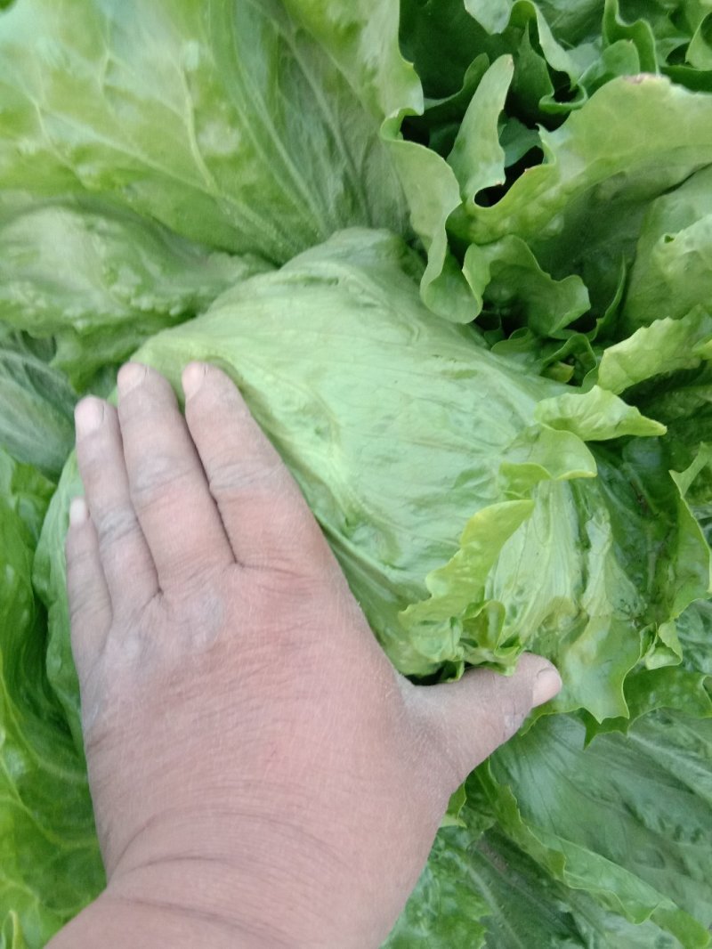 生菜
