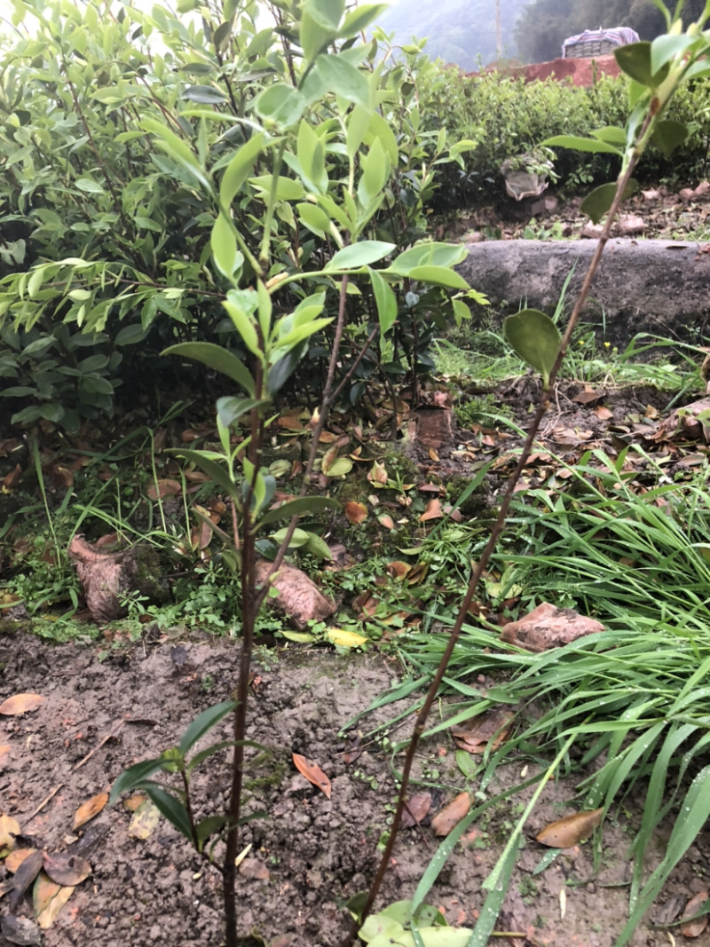 长林和湘林系列油茶苗在售