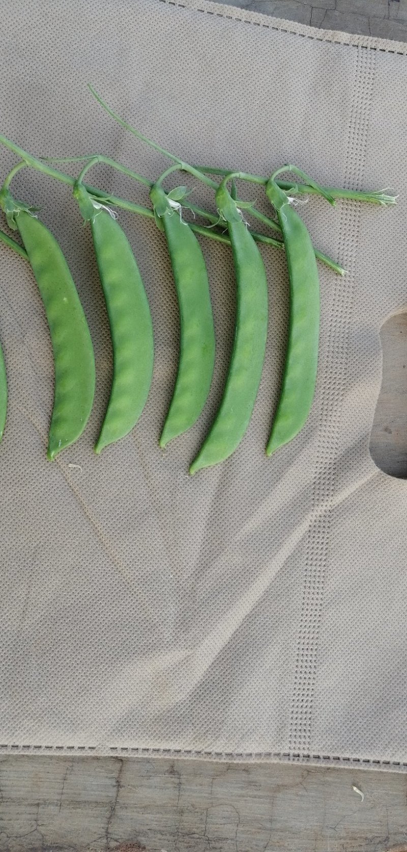 荷兰豆种子白花荷兰豆小荚豆种子白花小荚豆种子