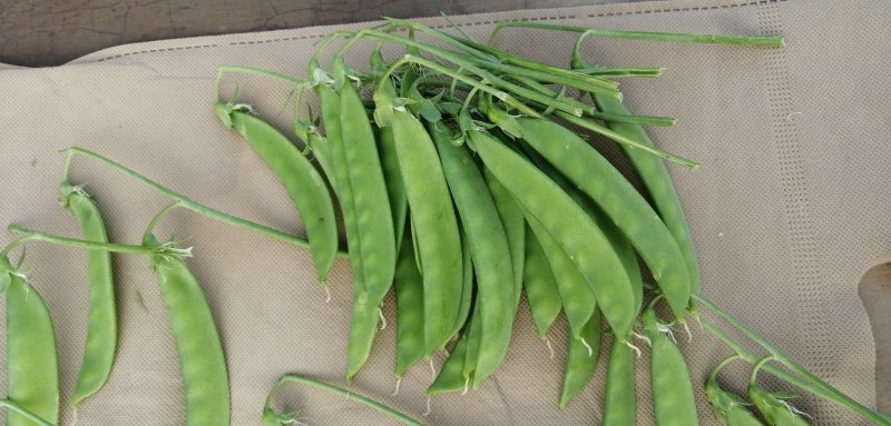 荷兰豆种子白花荷兰豆小荚豆种子白花小荚豆种子